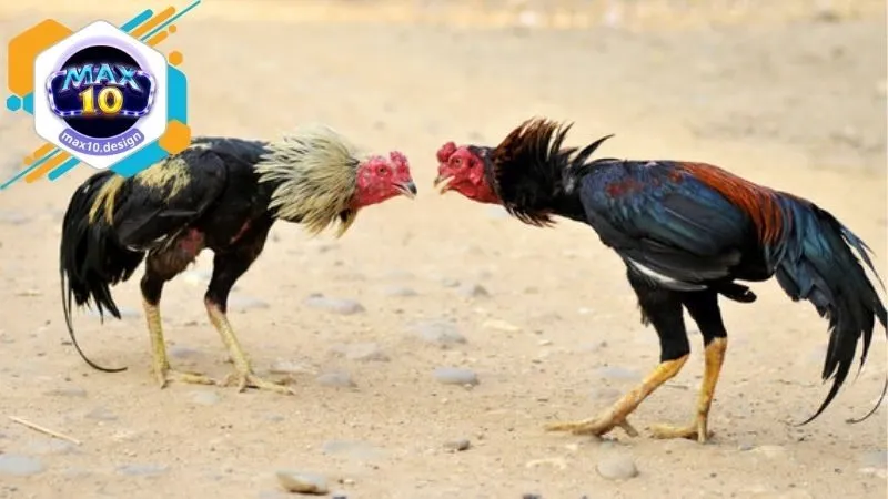 Ưu điểm khi chơi cá cược cùng với Đá Gà Max10