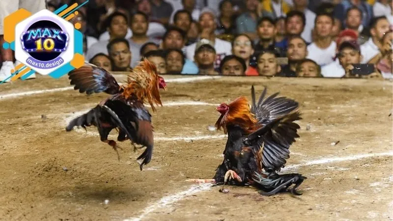 Các loại hình cá cược được cung cấp ở tại Đá Gà Max10